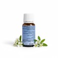 Olio essenziale mirto dietro